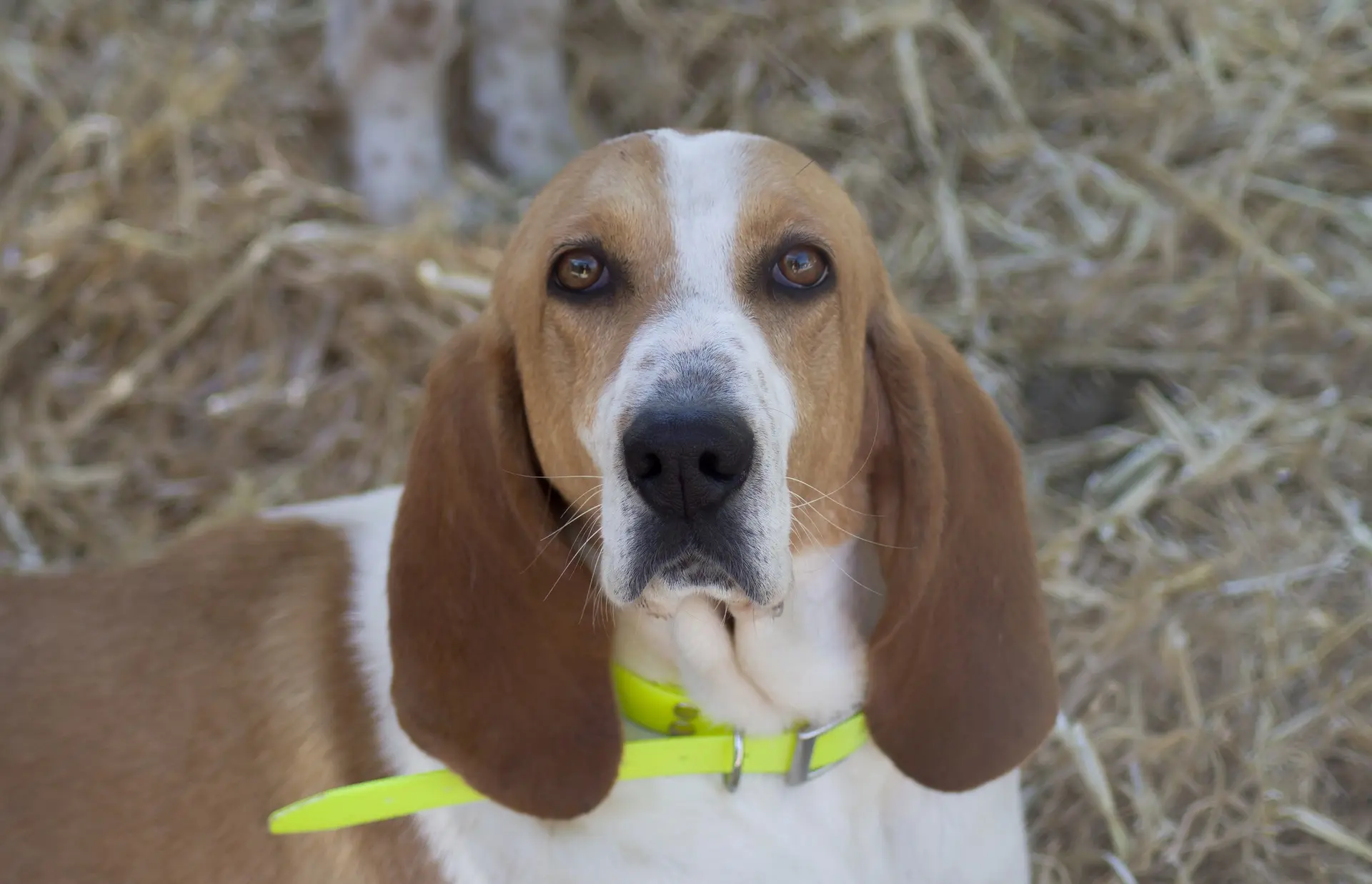 lightweight collar for dogs
